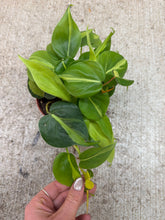 Load image into Gallery viewer, Philodendron Brasil 4"