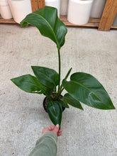 Load image into Gallery viewer, Strelitzia &#39;nicolai&#39; White Bird 6&quot; - White Bird of Paradise