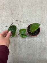 Load image into Gallery viewer, Hoya parasitica 4&quot; - Wax Plant