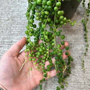 Senecio rowleyanus 6" HB - String of Pearls