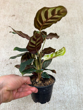 Load image into Gallery viewer, Calathea makoyana 4"