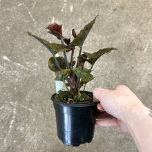 Load image into Gallery viewer, Syngonium &#39;Strawberry Ice&#39; 4&quot;