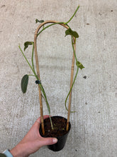 Load image into Gallery viewer, Hoya gigas 4"