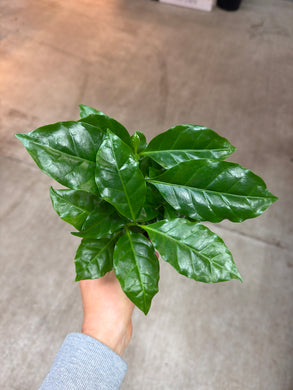Coffea Arabica 4