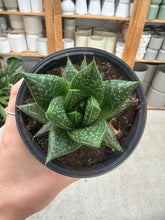 Load image into Gallery viewer, Gasteria Robin 4"