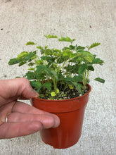 Load image into Gallery viewer, Mimosa pudica 4&quot; - Sensitive Plant