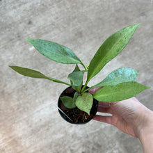 Load image into Gallery viewer, Hoya New Guinea Ghost 3&quot;