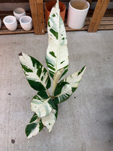Load image into Gallery viewer, Musa Florida Variegated 6" - Banana