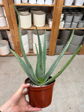 Load image into Gallery viewer, Aloe Vera 6"