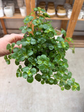 Load image into Gallery viewer, Pilea Depressa-Kiereweed 4" - Baby Tears