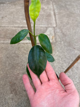 Load image into Gallery viewer, Hoya gigas 4&quot;