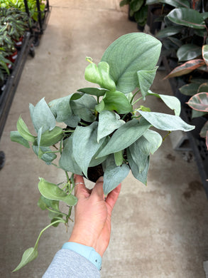 Scindapsus pictus 'Java Platinum' 6