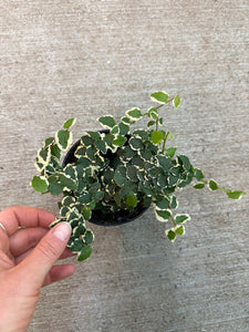 ficus pumila variegata Ficus pumila 'Variegata' 4