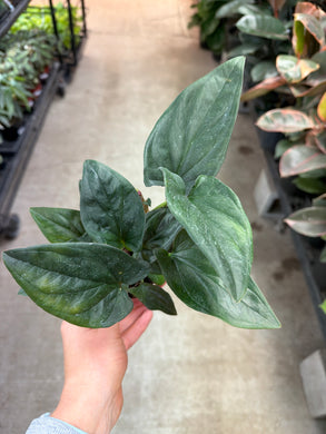 Syngonium Erythophyllum 4