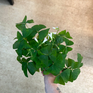 Oxalis sp. 4" - Green Shamrock