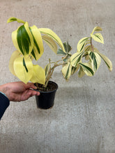 Load image into Gallery viewer, Cheilocostus speciosus 'Variegatus' 4" - Crepe Ginger