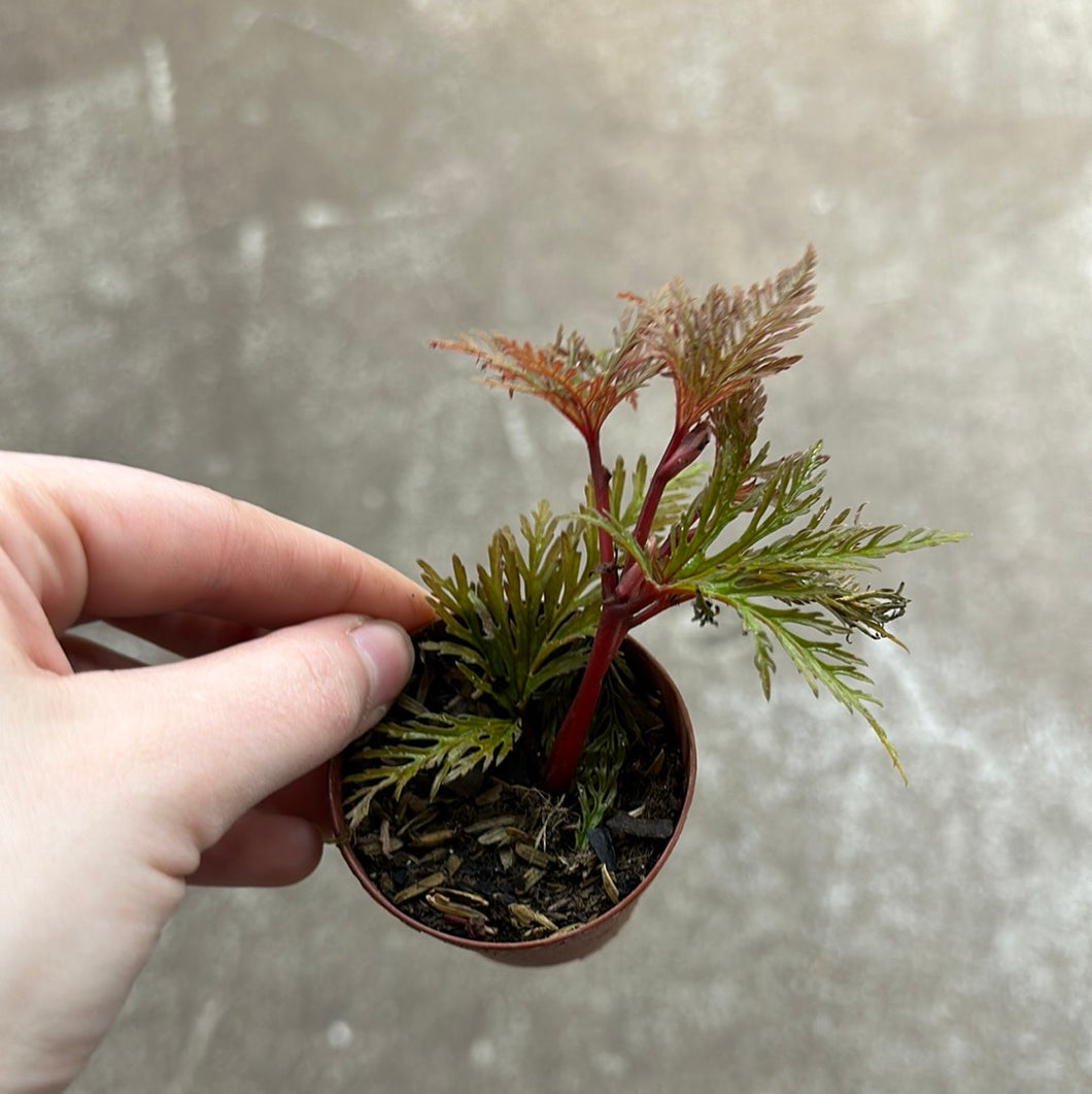 Begonia bipinnatifida 2