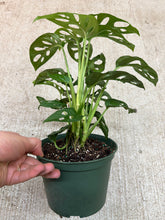 Load image into Gallery viewer, Monstera adansonii 6" - Swiss Cheese Plant