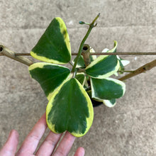 Load image into Gallery viewer, Hoya kerrii variegata 5&quot; Trellis