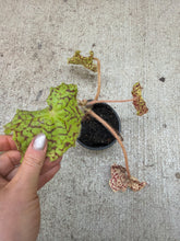 Load image into Gallery viewer, Begonia 'Dr. Block' 4"