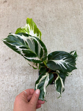 Load image into Gallery viewer, Calathea Stella 4"