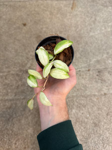Hoya walliniana variegated 3"