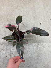 Load image into Gallery viewer, Philodendron 'Pink Princess' 4"