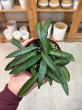 Load image into Gallery viewer, Hoya 'Wayetii' 4"