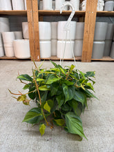 Load image into Gallery viewer, Philodendron Brasil 8" HB