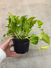 Load image into Gallery viewer, Epipremnum aureum 'Champs-Élysées' 6" - Pothos