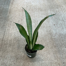 Load image into Gallery viewer, Sansevieria &#39;Moonshine&#39; 4&quot; - Snake Plant