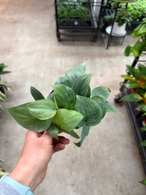 Scindapsus platinum 4