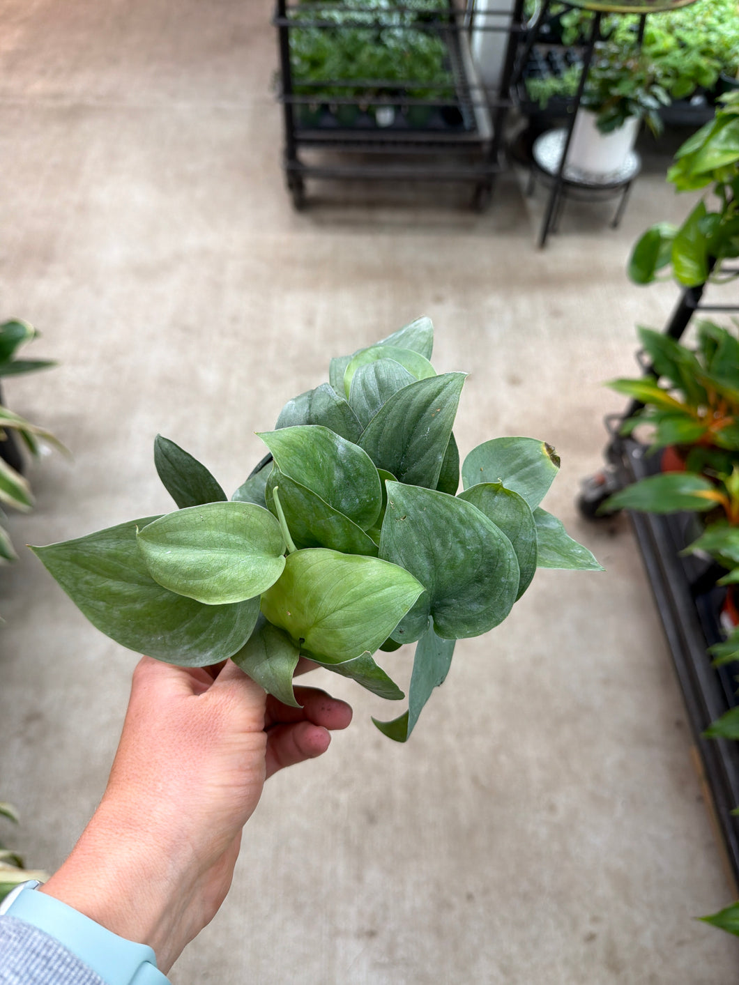 Scindapsus platinum 4