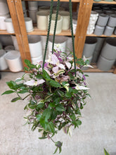 Load image into Gallery viewer, Tradescantia tricolor Pink Princess 4" HB - Inch Plant