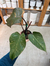Load image into Gallery viewer, Philodendron Orange Princess Galaxy 4"