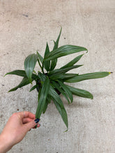 Load image into Gallery viewer, Epipremnum 'Amplissimum Silver' 6"