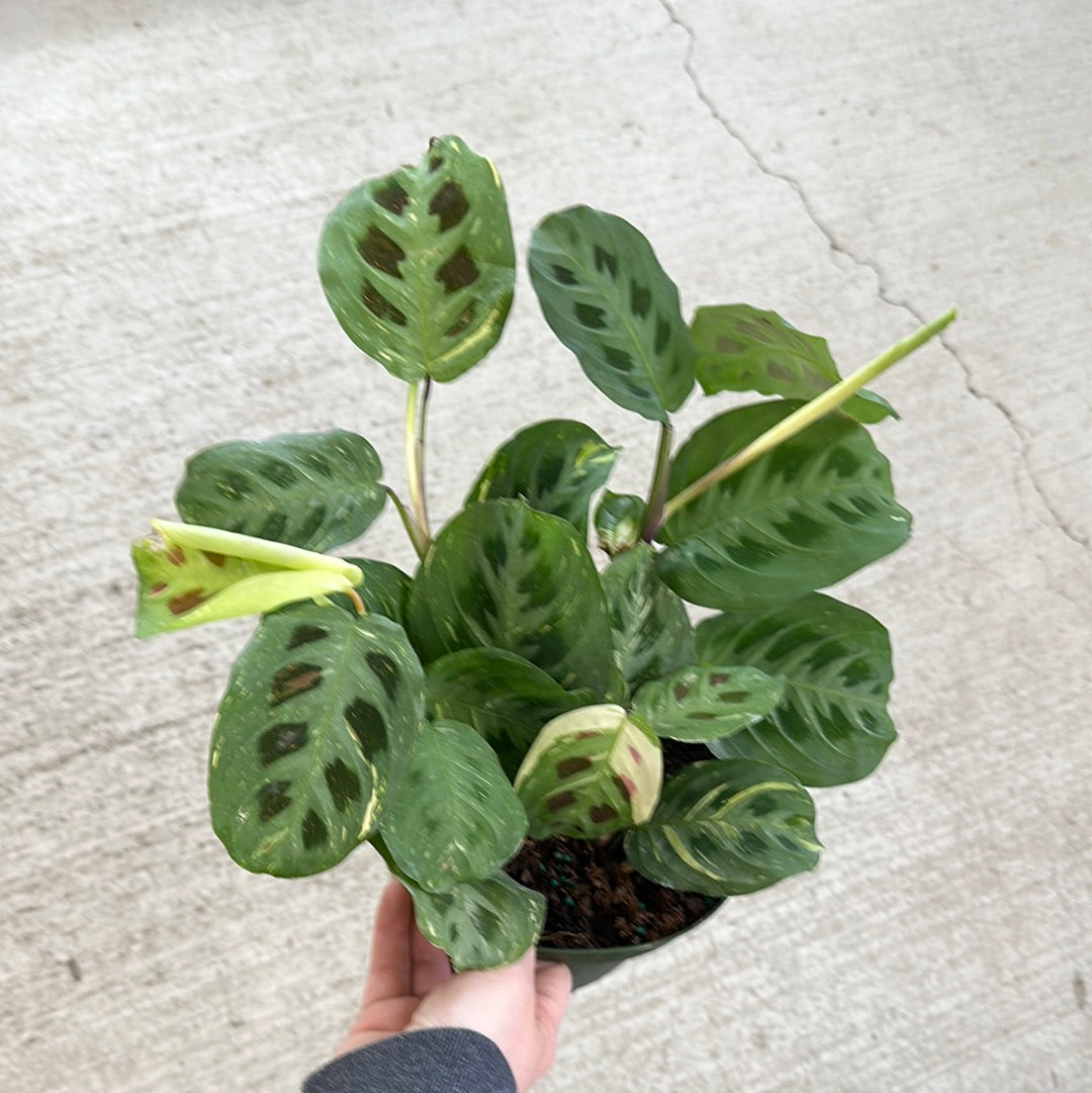 kim prayer plant Variegated Prayer Plant (Beauty Kim)