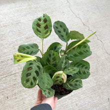 Load image into Gallery viewer, Maranta Beauty Kim 6&quot; - Variegated Prayer Plant