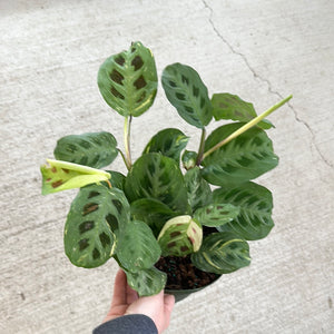 Maranta Beauty Kim 6" - Variegated Prayer Plant