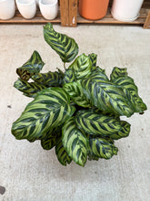 Load image into Gallery viewer, Calathea Makoyana 8"