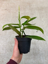 Load image into Gallery viewer, Hoya meliflua 4&quot; - Wax Plant