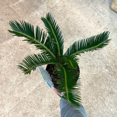 Cycas Revoluta 6