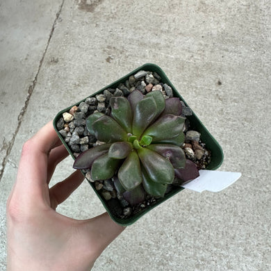 Anacampseros rufescens 4