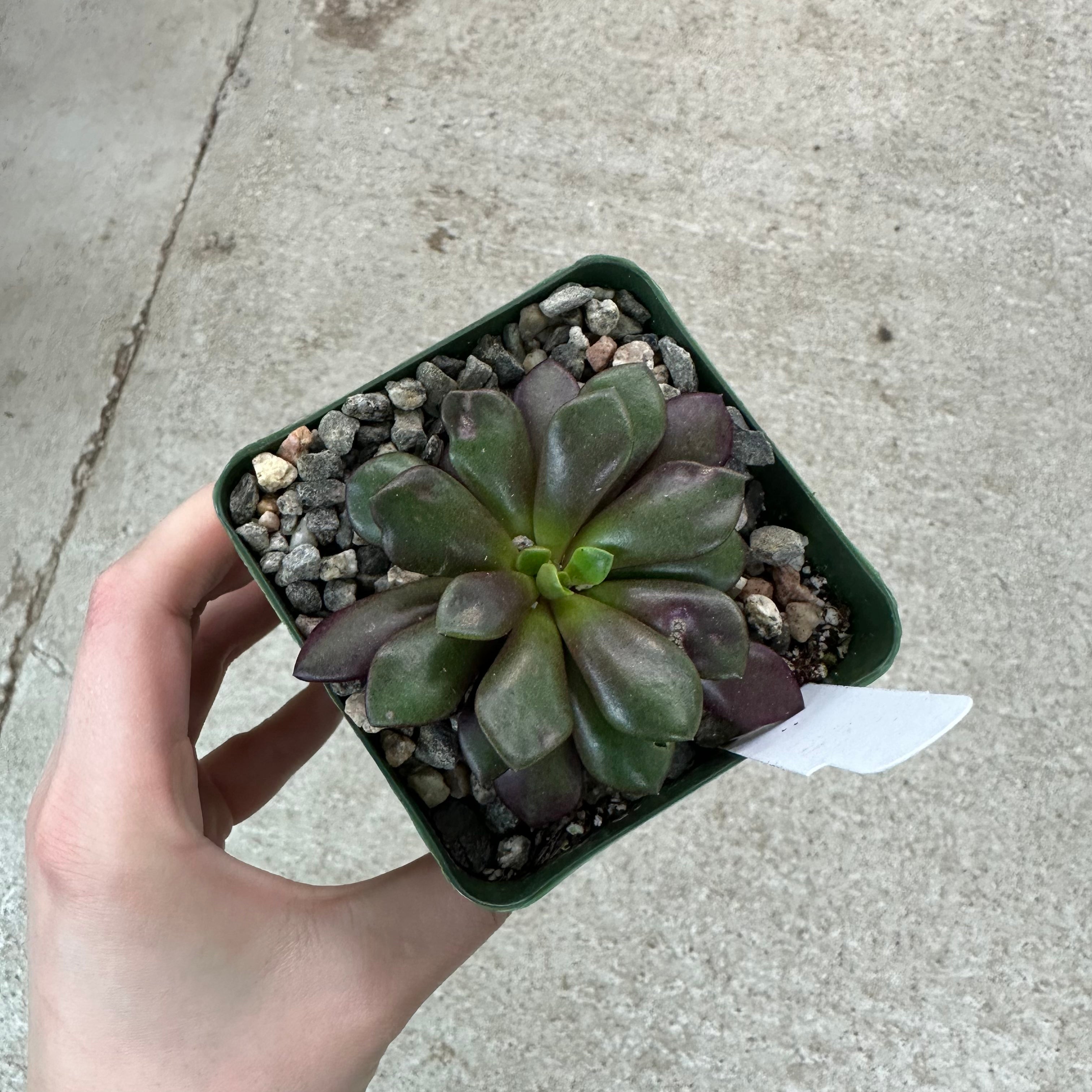 Anacampseros rufescens 4