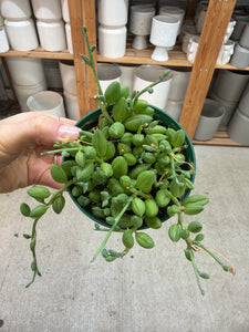 watermelon succulent Senecio herreanus 4"