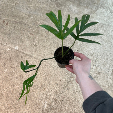 Amydrium zippelianum 1 leaf cutting 3