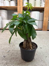 Load image into Gallery viewer, Pachira aquatica 6" - Money Tree Braid