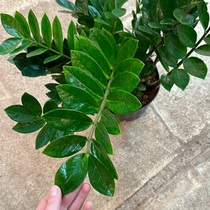 Zamioculcas zamiifolia 10" - ZZ Plant