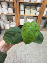 Load image into Gallery viewer, Syngonium Ice Frost 4"