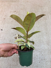 Load image into Gallery viewer, Ficus shivereana 4" - Variegated Rubber Tree